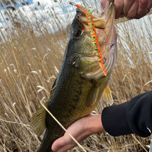 6 Bass Witch. - Delong Lures